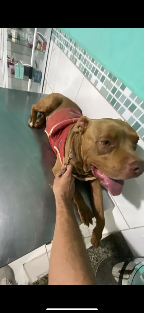 Cachorro raça Pit-Bull idade 5 anos nome Leonardo Stallone de Novaes 