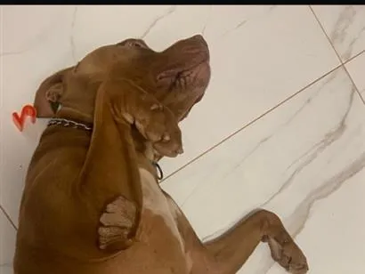 Cachorro raça Pit-Bull idade 5 anos nome Leonardo Stallone de Novaes 