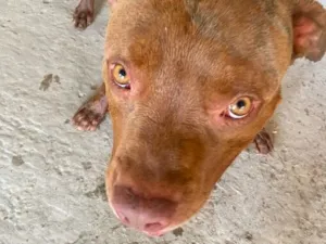 Cachorro raça Pit-Bull idade 5 anos nome Leonardo Stallone de Novaes 