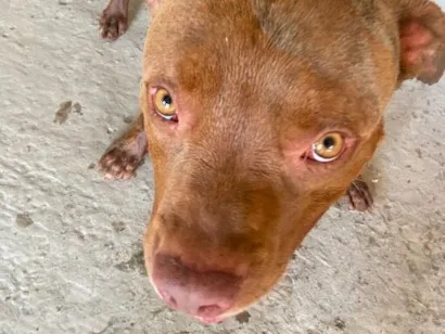 Cachorro raça Pit-Bull idade 5 anos nome Leonardo Stallone de Novaes 