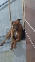 Apolo