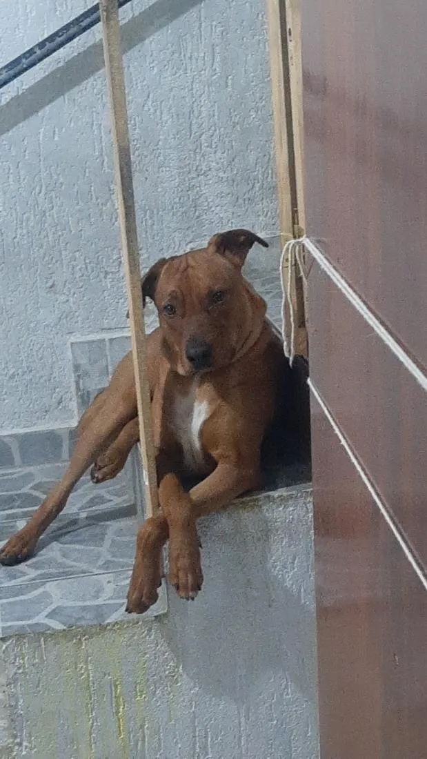 Cachorro raça SRD-ViraLata idade 2 anos nome Apolo