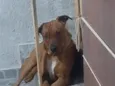 Apolo