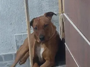 Cachorro raça SRD-ViraLata idade 2 anos nome Apolo