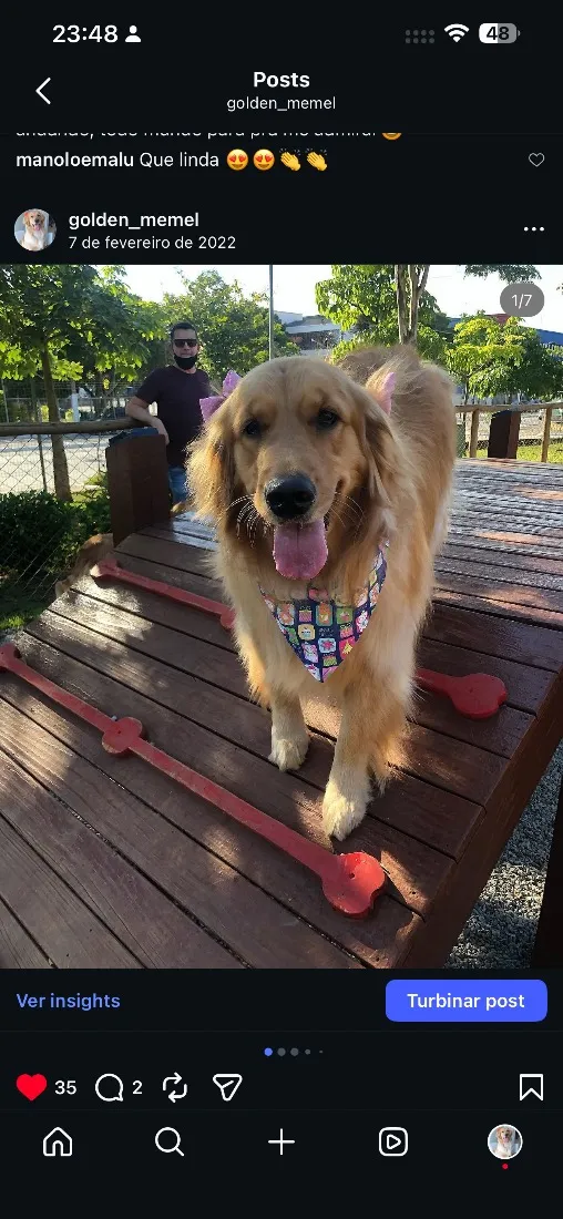 Cachorro raça SRD-ViraLata idade 6 ou mais anos nome Mel Golden