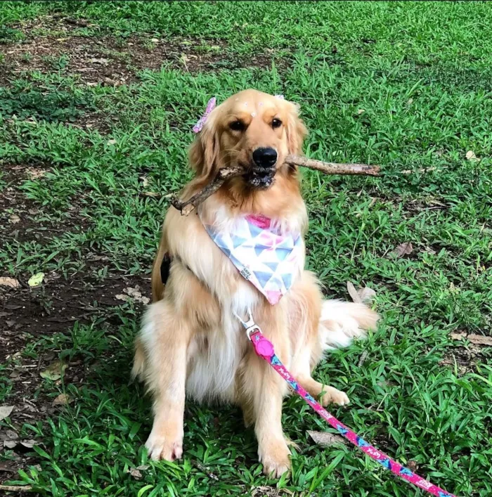 Cachorro raça SRD-ViraLata idade 6 ou mais anos nome Mel Golden