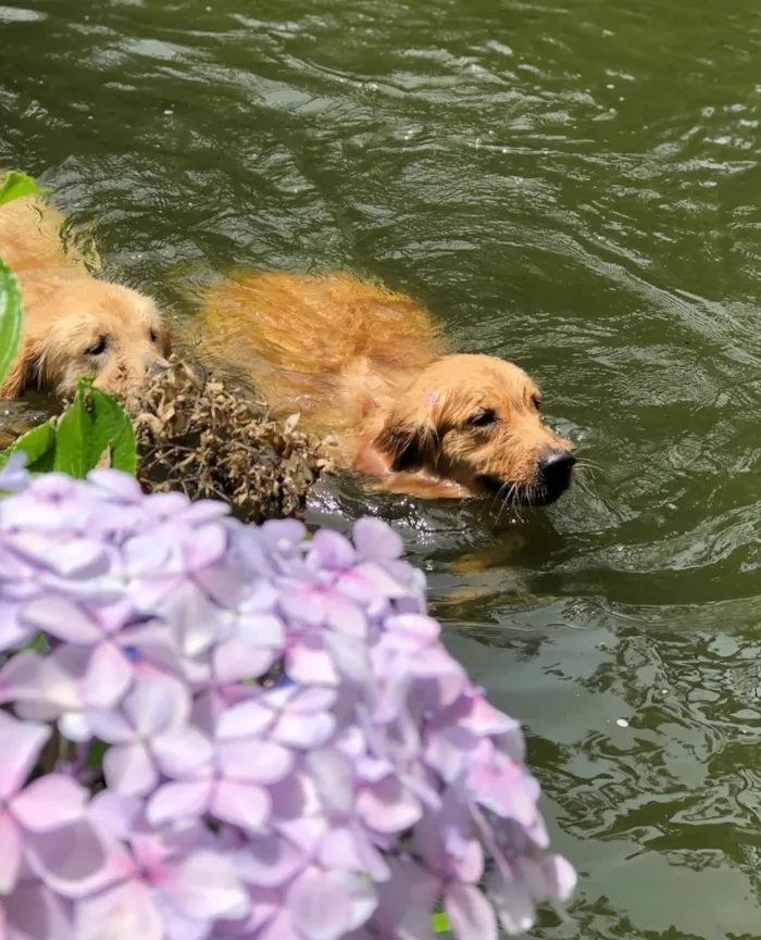 Cachorro raça SRD-ViraLata idade 6 ou mais anos nome Mel Golden