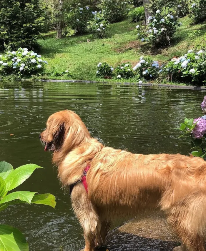 Cachorro raça SRD-ViraLata idade 6 ou mais anos nome Mel Golden