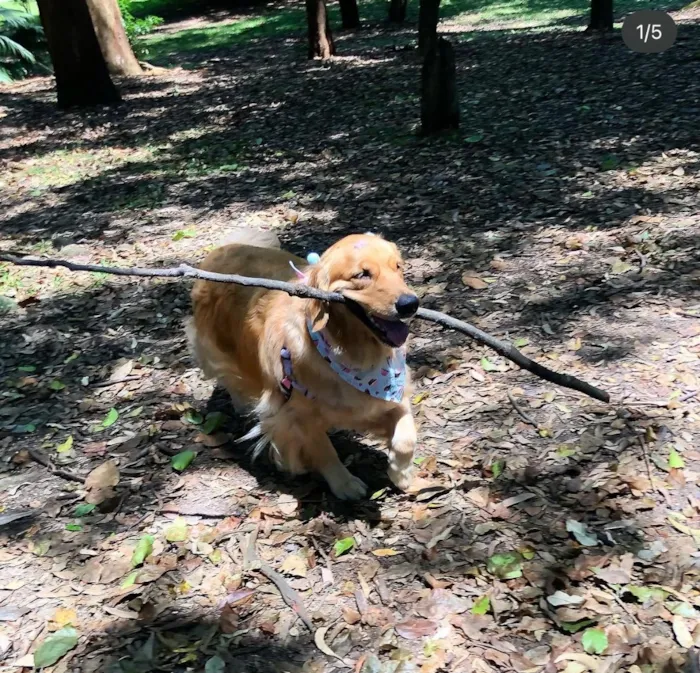 Cachorro raça SRD-ViraLata idade 6 ou mais anos nome Mel Golden