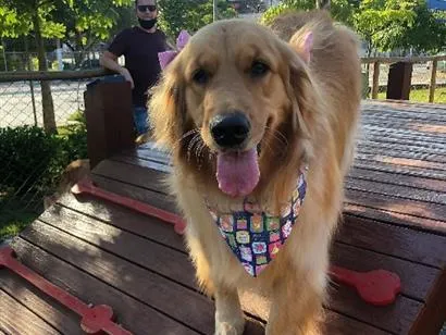 Cachorro raça SRD-ViraLata idade 6 ou mais anos nome Mel Golden