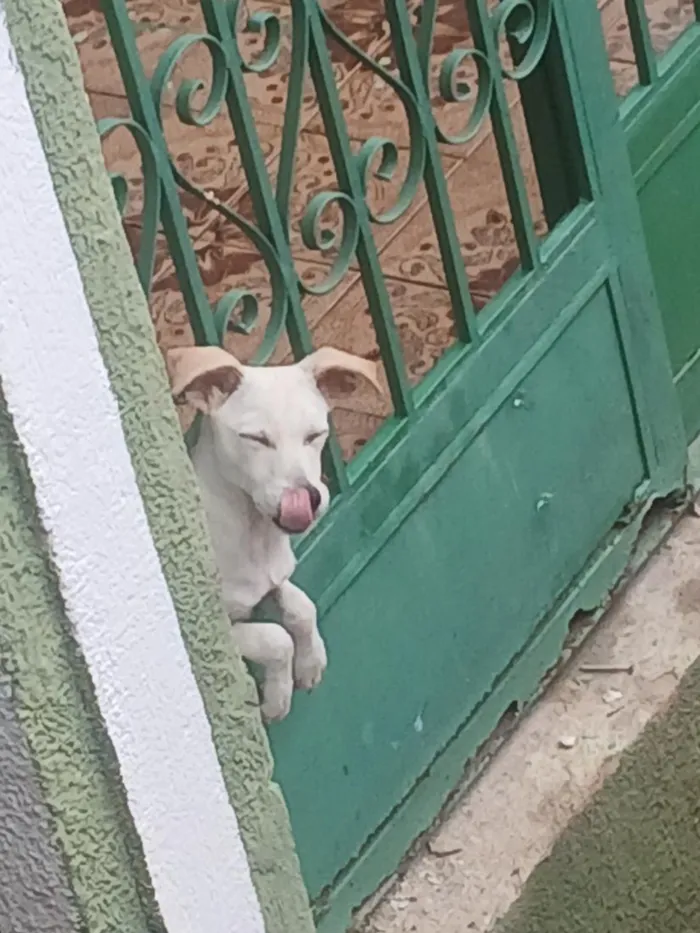 Cachorro raça SRD-ViraLata idade 1 ano nome yuri