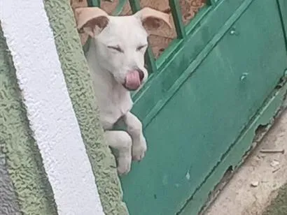 Cachorro raça SRD-ViraLata idade 1 ano nome yuri