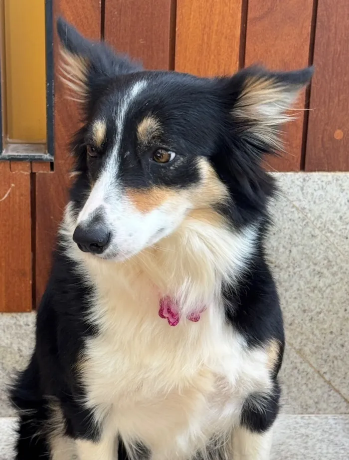 Cachorro raça SRD-ViraLata idade 2 anos nome Leiah