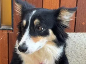 Cachorro raça SRD-ViraLata idade 2 anos nome Leiah