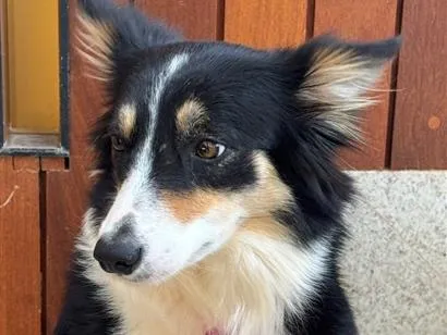 Cachorro raça SRD-ViraLata idade 2 anos nome Leiah