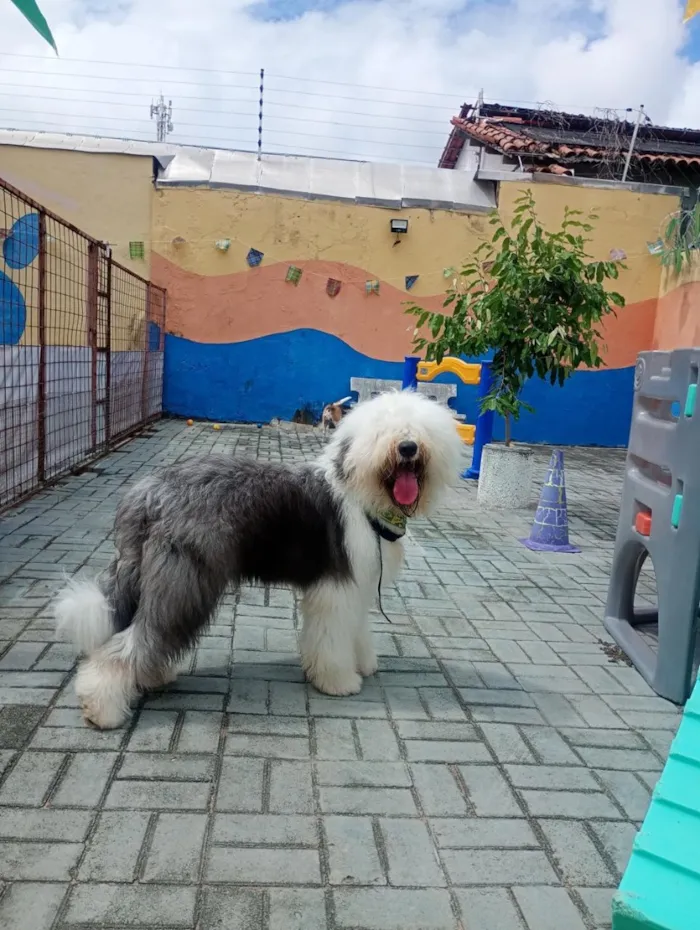 Cachorro raça SRD-ViraLata idade 1 ano nome Vina
