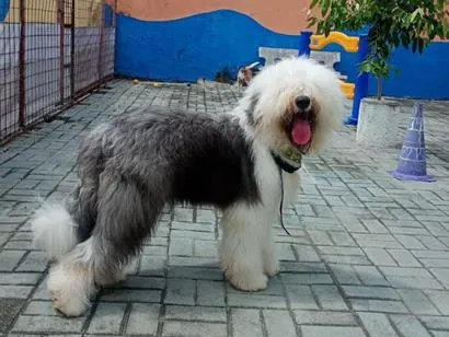 Cachorro raça SRD-ViraLata idade 1 ano nome Vina