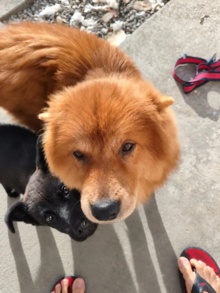 Cachorro raça SRD-ViraLata idade 7 a 11 meses nome Mel E Thor