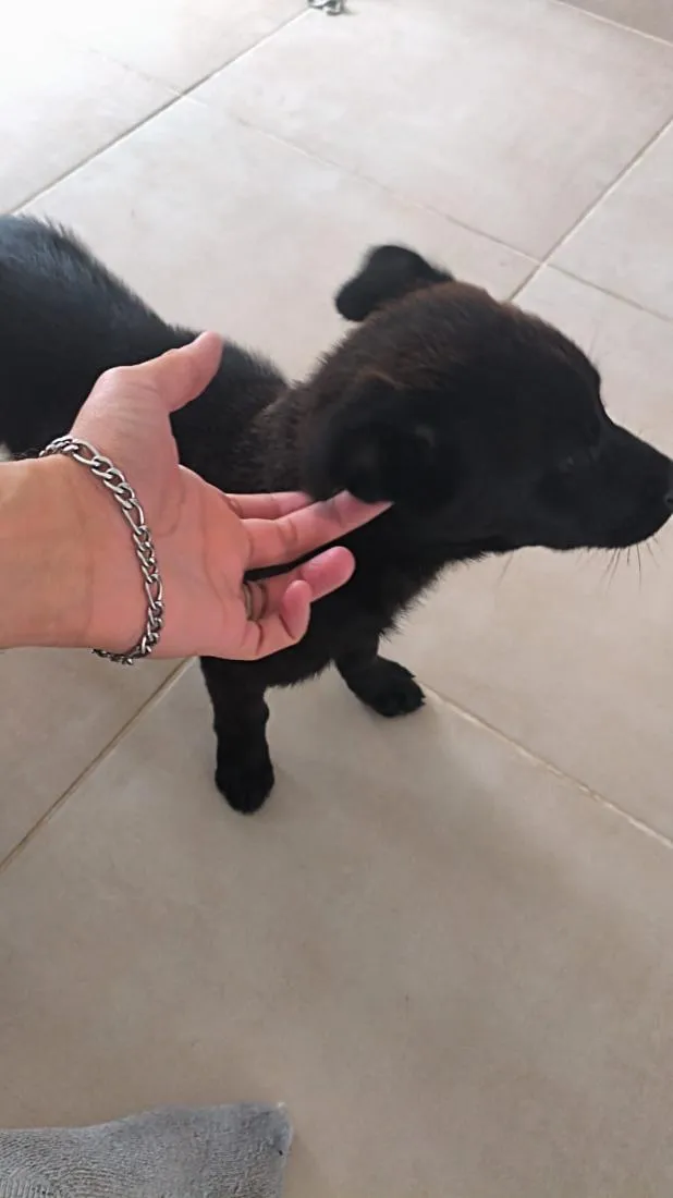 Cachorro raça SRD-ViraLata idade 7 a 11 meses nome Mel E Thor
