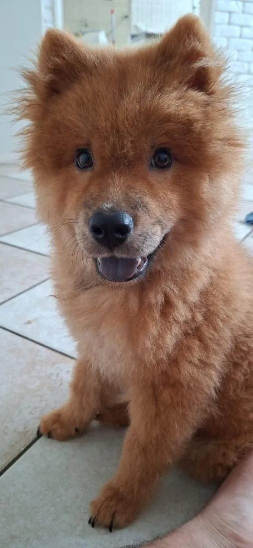 Cachorro raça SRD-ViraLata idade 7 a 11 meses nome Mel E Thor