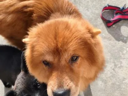 Cachorro raça SRD-ViraLata idade 7 a 11 meses nome Mel E Thor