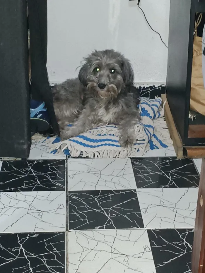 Cachorro raça SRD-ViraLata idade 3 anos nome lua