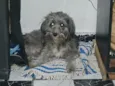 lua