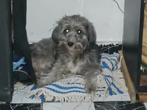 Cachorro raça SRD-ViraLata idade 3 anos nome lua