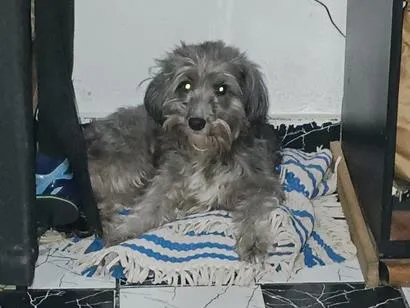 Cachorro raça SRD-ViraLata idade 3 anos nome lua