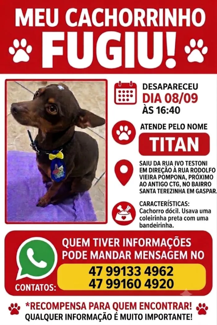 Cachorro raça Pinscher idade 3 anos nome Titan