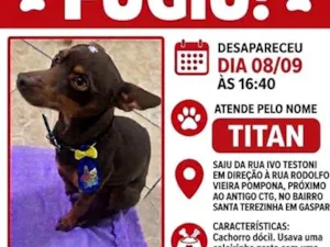 Cachorro raça Pinscher idade 3 anos nome Titan