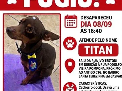 Cachorro raça Pinscher idade 3 anos nome Titan