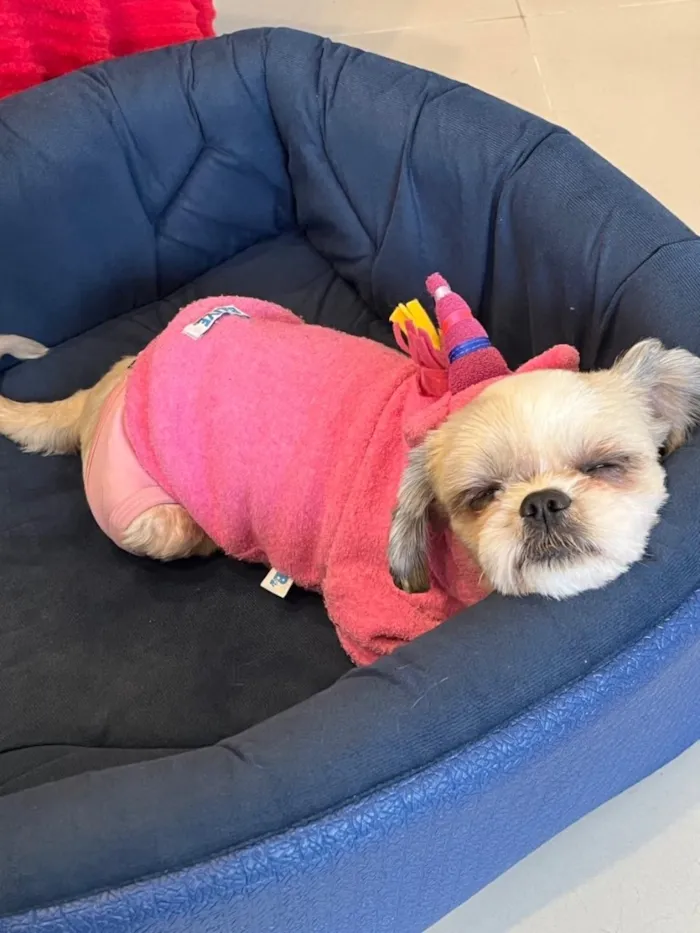 Cachorro raça Shitzu idade 6 ou mais anos nome July