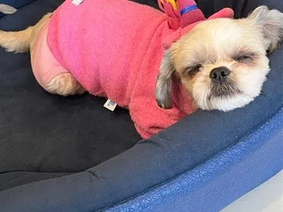 Cachorro raça Shitzu idade 6 ou mais anos nome July