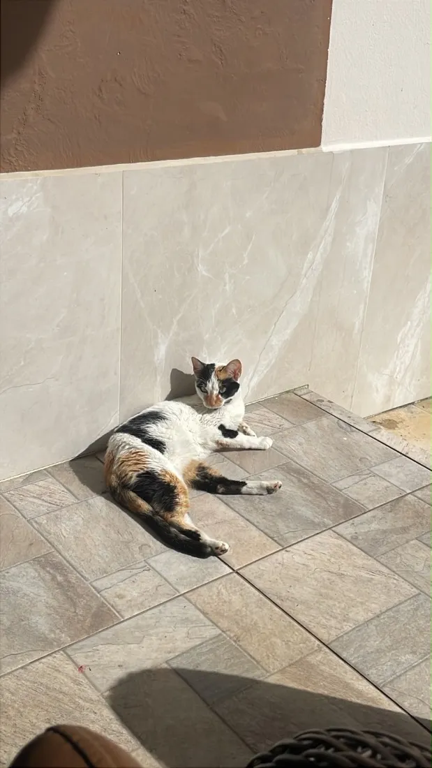 Gato raça SRD-ViraLata idade 2 anos nome Mimi