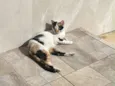 Mimi