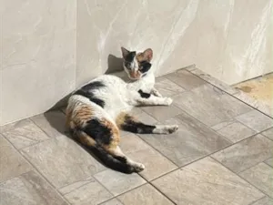 Gato raça SRD-ViraLata idade 2 anos nome Mimi