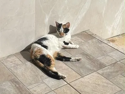 Gato raça SRD-ViraLata idade 2 anos nome Mimi