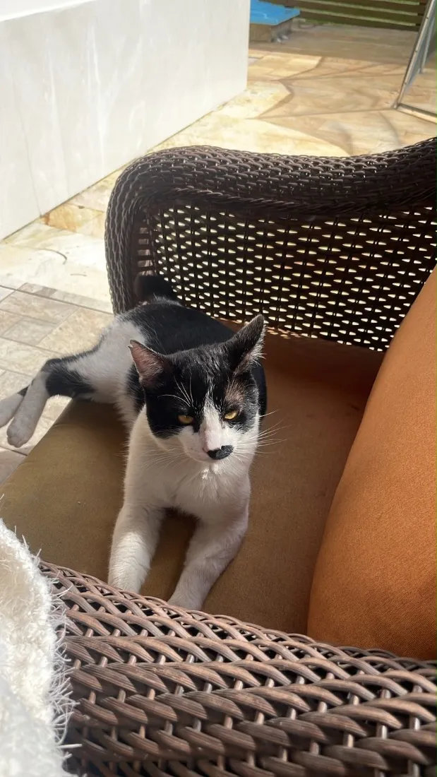 Gato raça SRD-ViraLata idade 6 ou mais anos nome Sem nome
