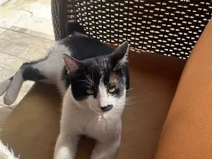 Gato raça SRD-ViraLata idade 6 ou mais anos nome Sem nome