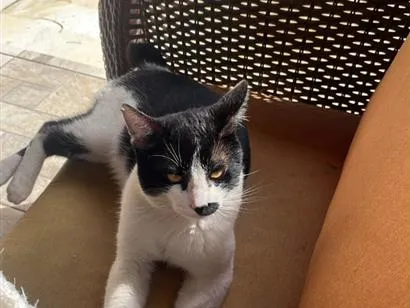 Gato raça SRD-ViraLata idade 6 ou mais anos nome Sem nome