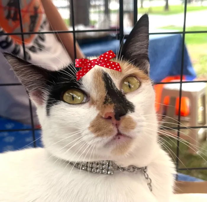 Gato raça SRD-ViraLata idade 2 a 6 meses nome Aurora