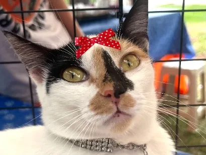 Gato raça SRD-ViraLata idade 2 a 6 meses nome Aurora
