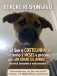 Costelinha