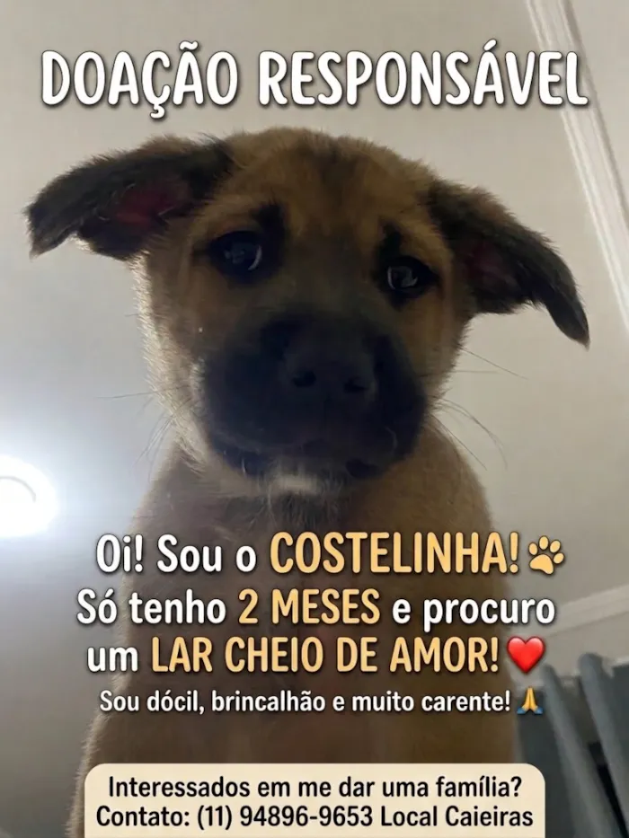 Cachorro raça SRD-ViraLata idade 2 a 6 meses nome Costelinha