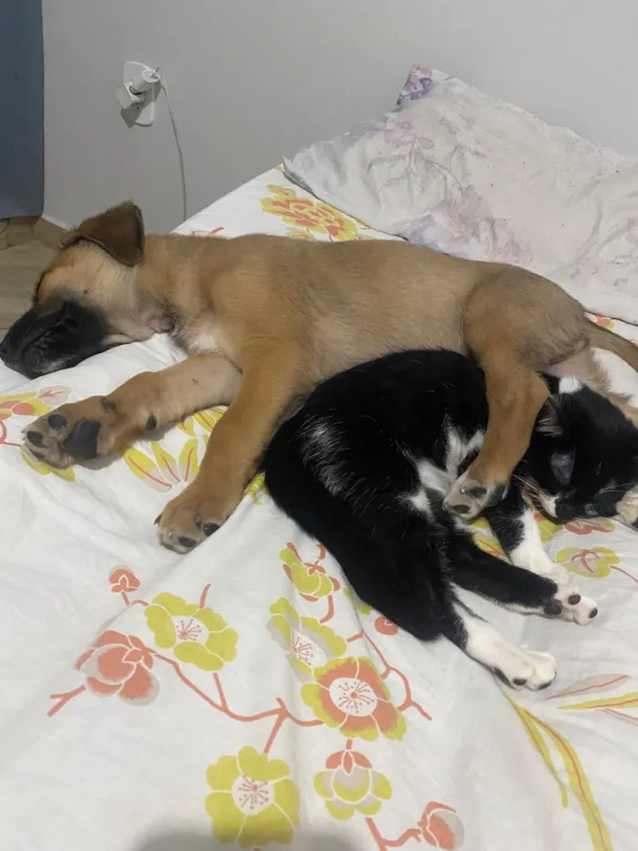 Cachorro raça SRD-ViraLata idade 2 a 6 meses nome Costelinha