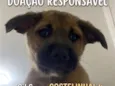 Costelinha