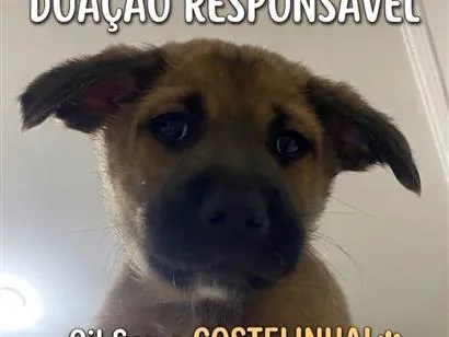 Cachorro raça SRD-ViraLata idade 2 a 6 meses nome Costelinha