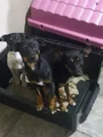 Lola . Nabi.  Vick