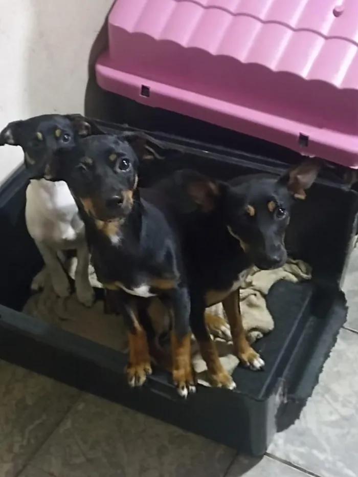 Cachorro raça Pinscher idade 7 a 11 meses nome Lola . Nabi.  Vick